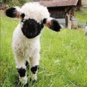 Meet your Posher, Victor